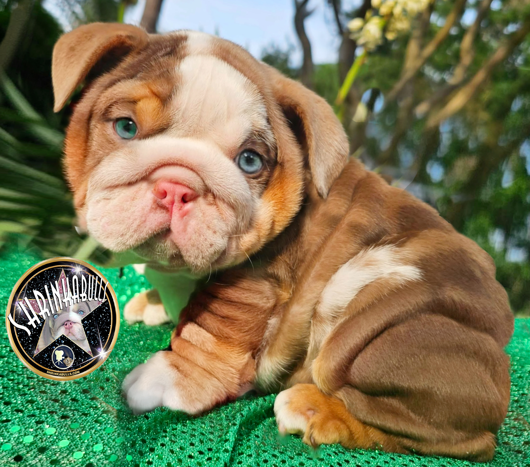 Chocolate bulldog puppy for sale