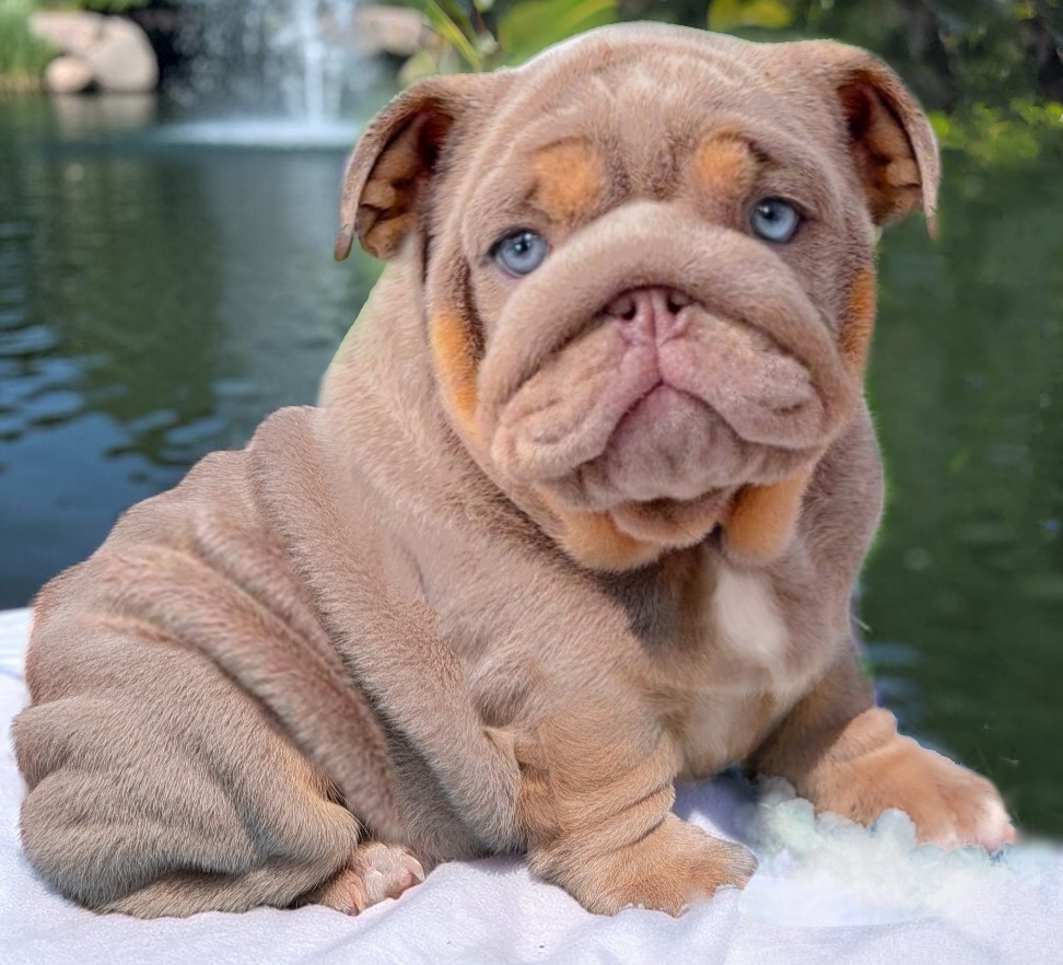 lilac bulldog puppy