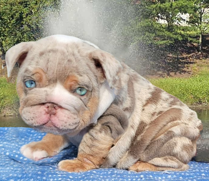 lilac merle bulldog puppy