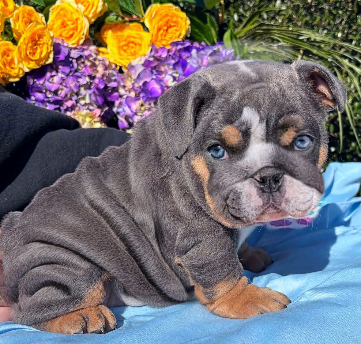 Blue bulldog puppy for sale