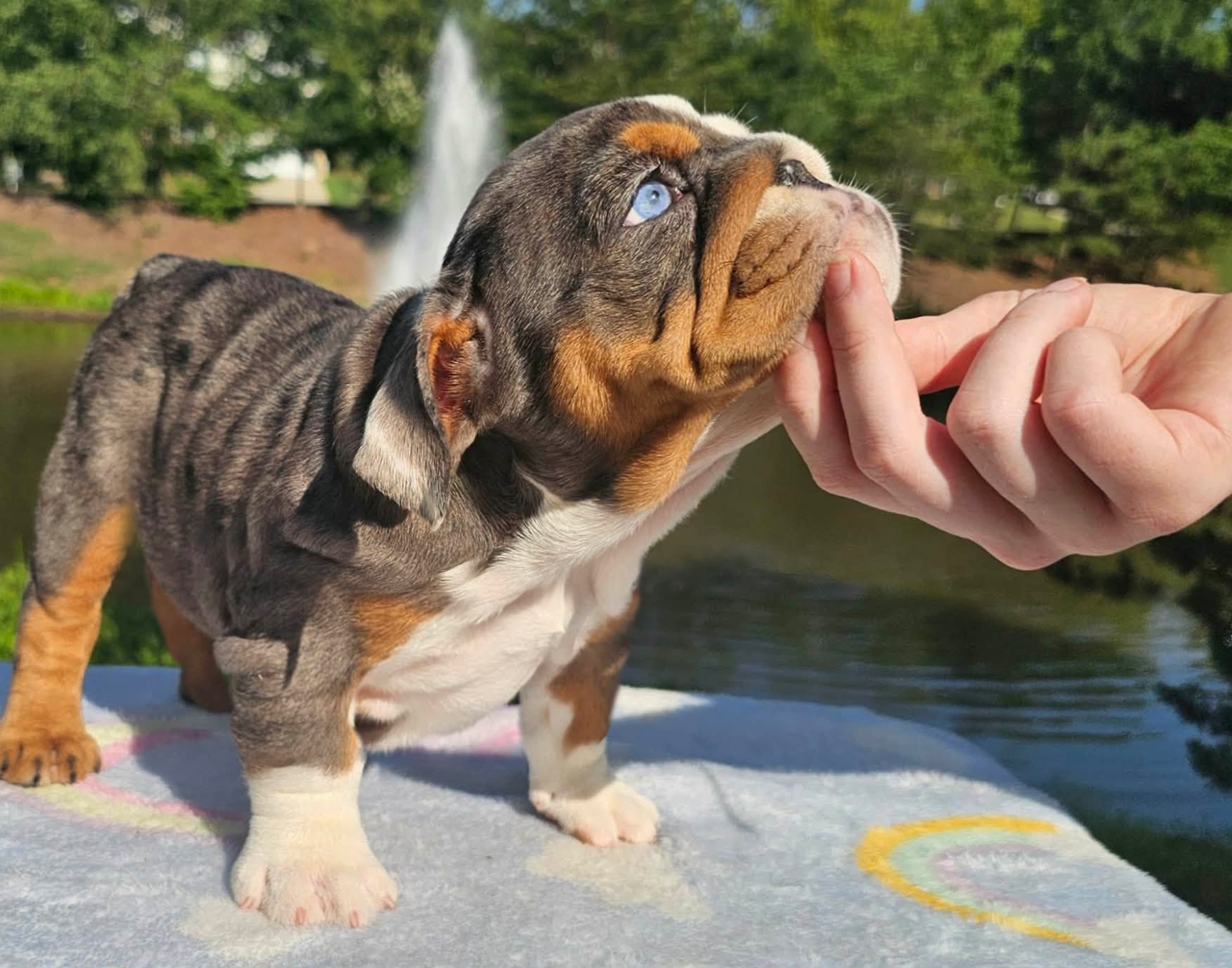 Merle bulldog puppy for sale