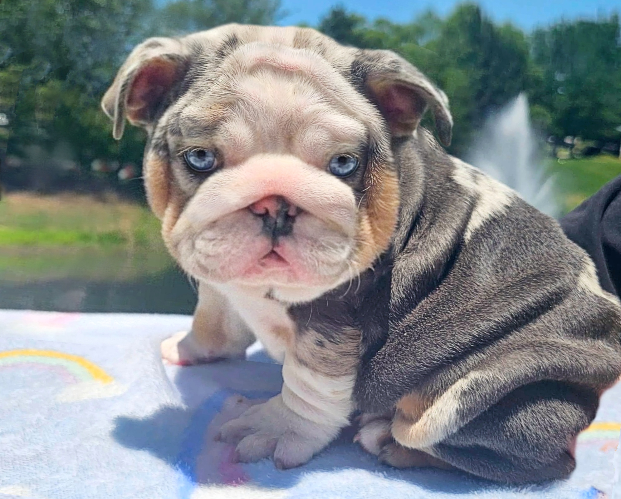 Blue merle bulldog puppy for sale