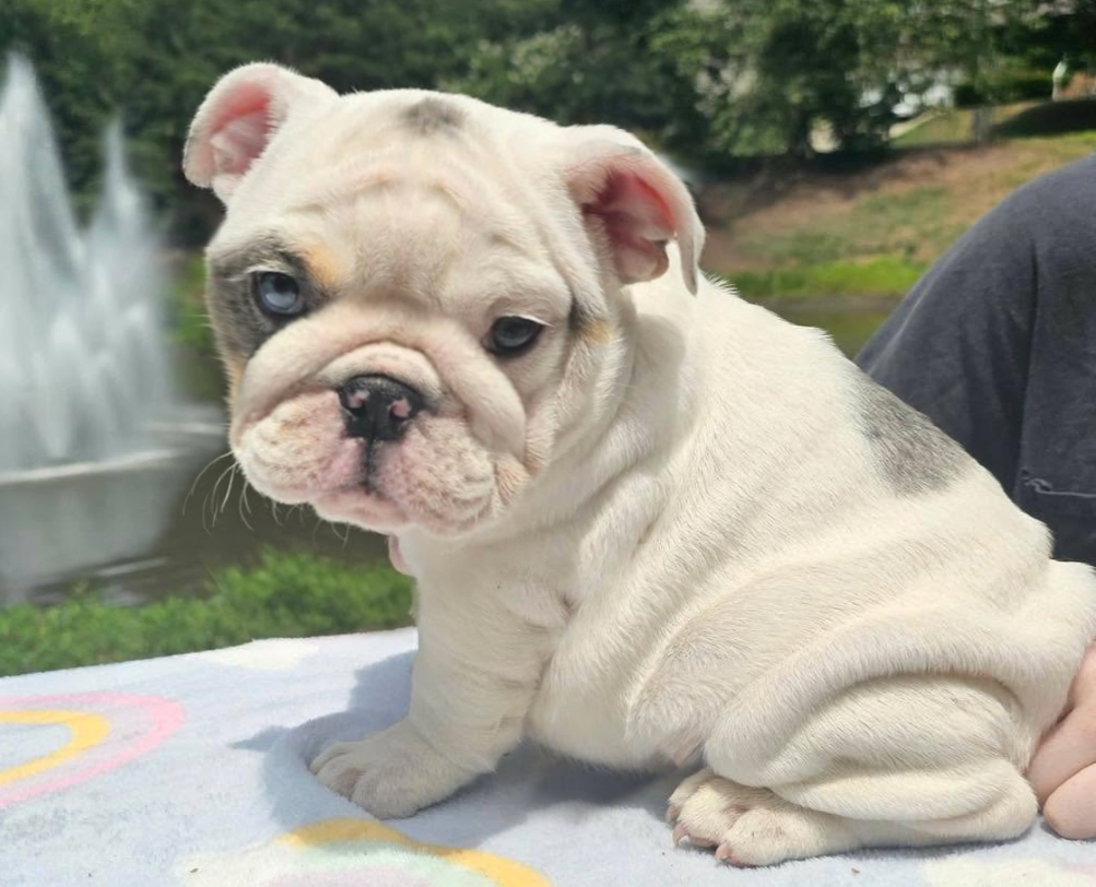 White bulldog puppy for sale