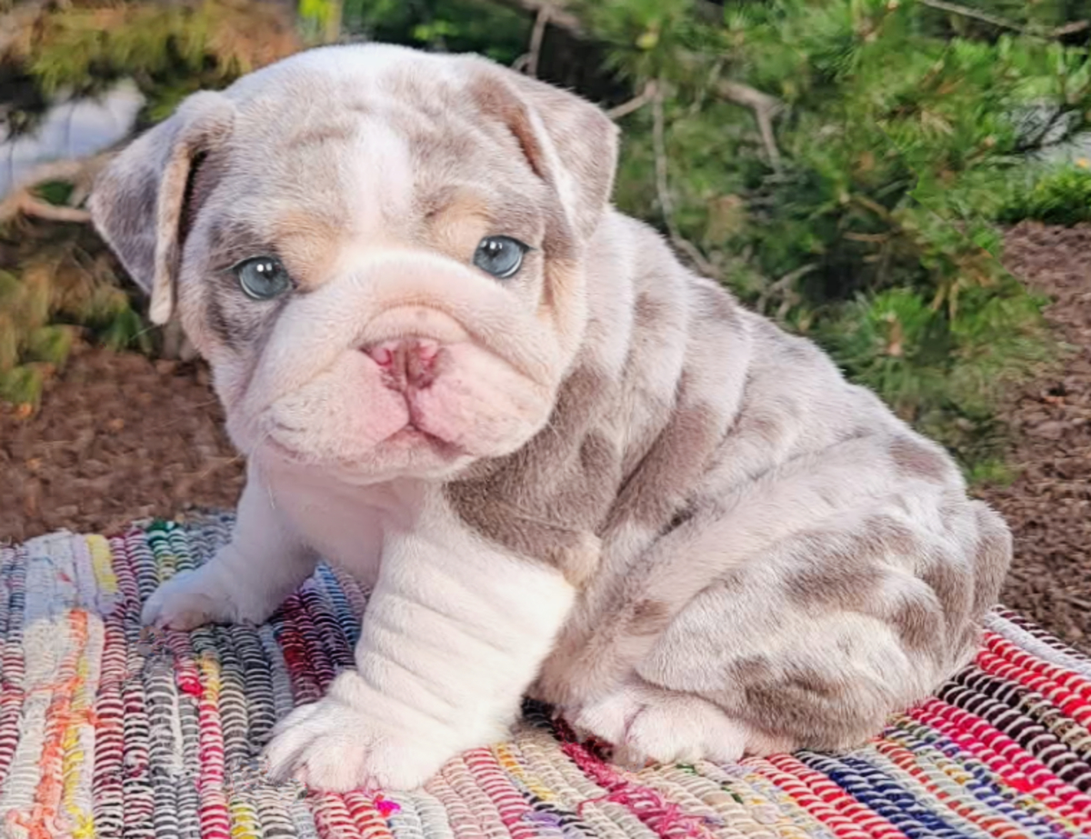 Bulldog puppy for sale