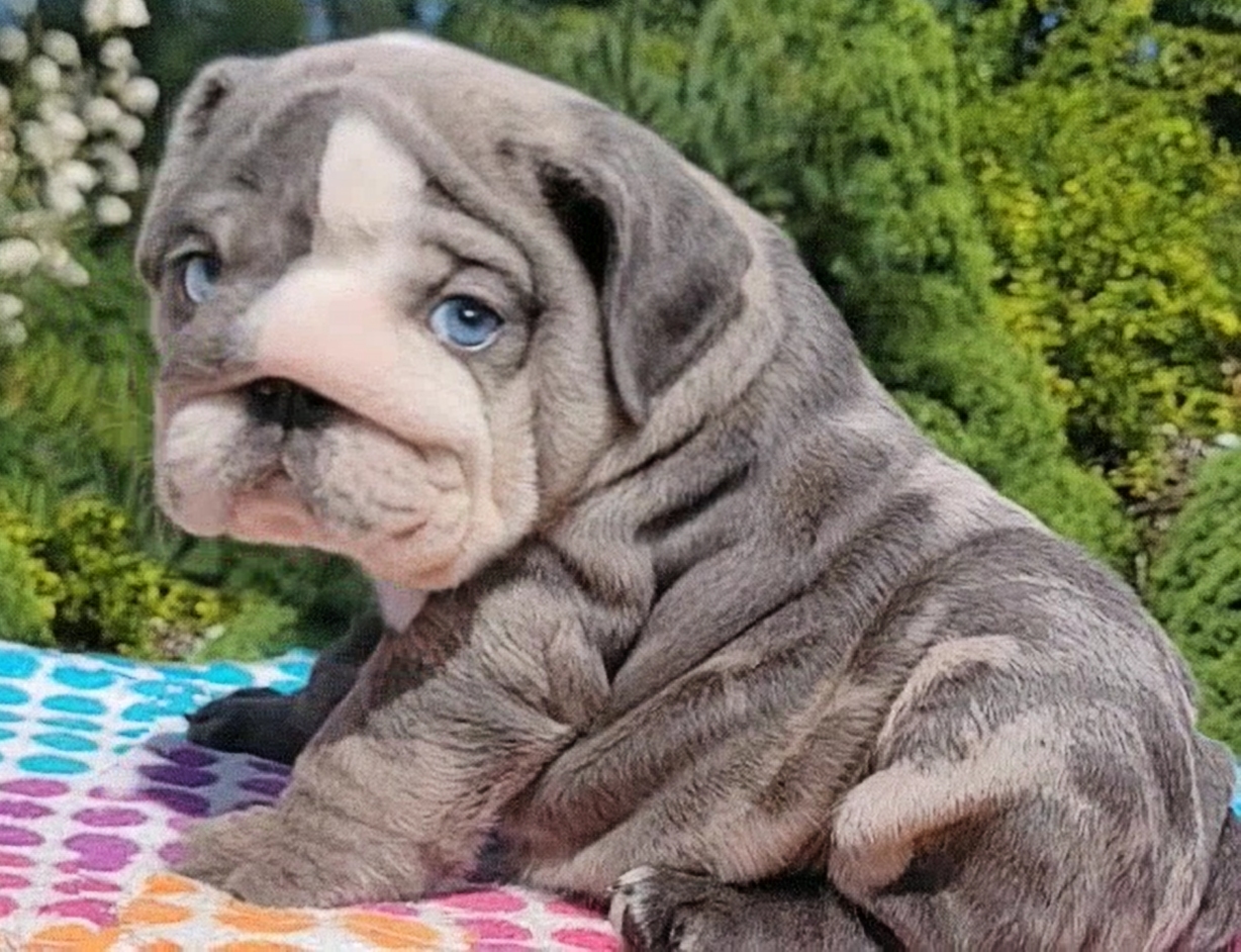Blue merle bulldog puppy