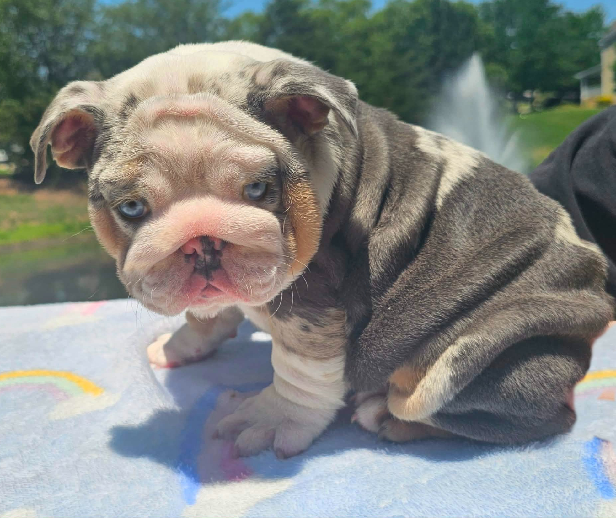 Blue bulldog