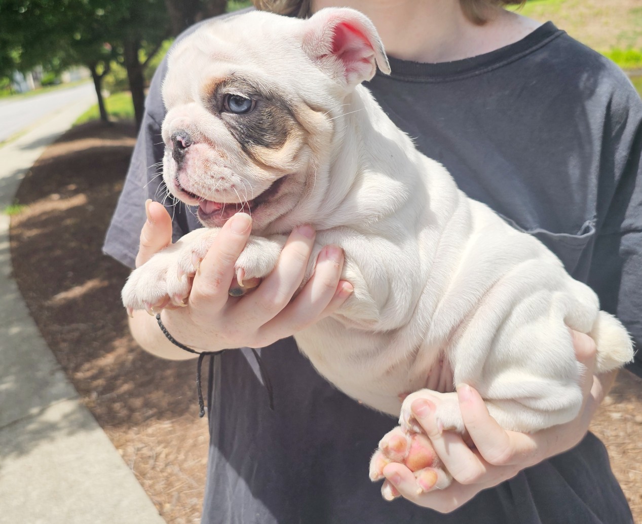 white puppy for sale