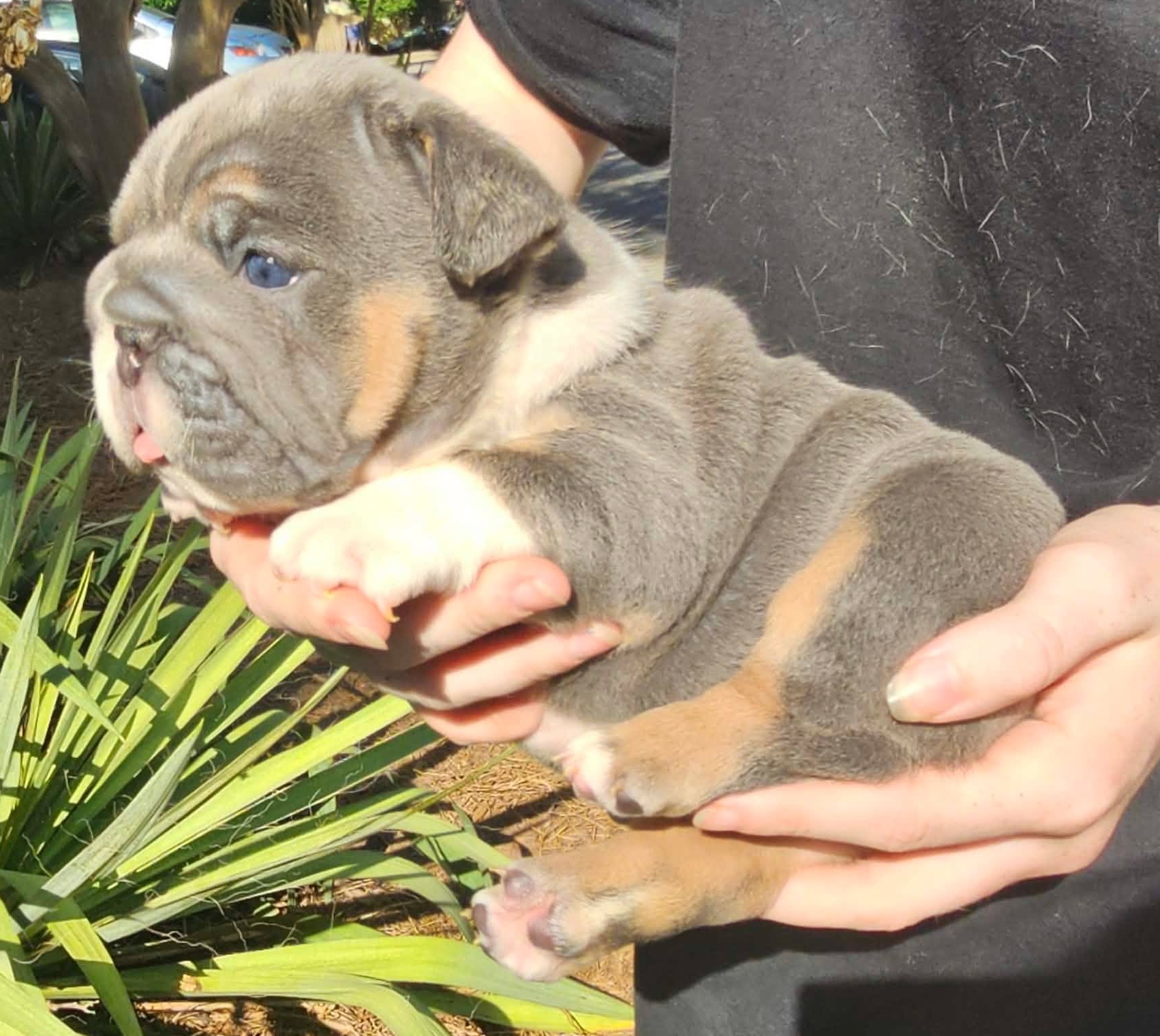 Blue English Bulldog puppy