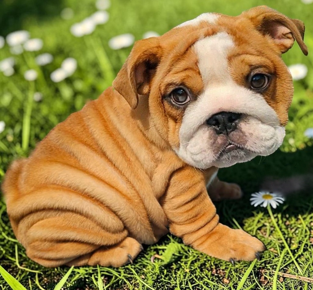 red bulldog puppy