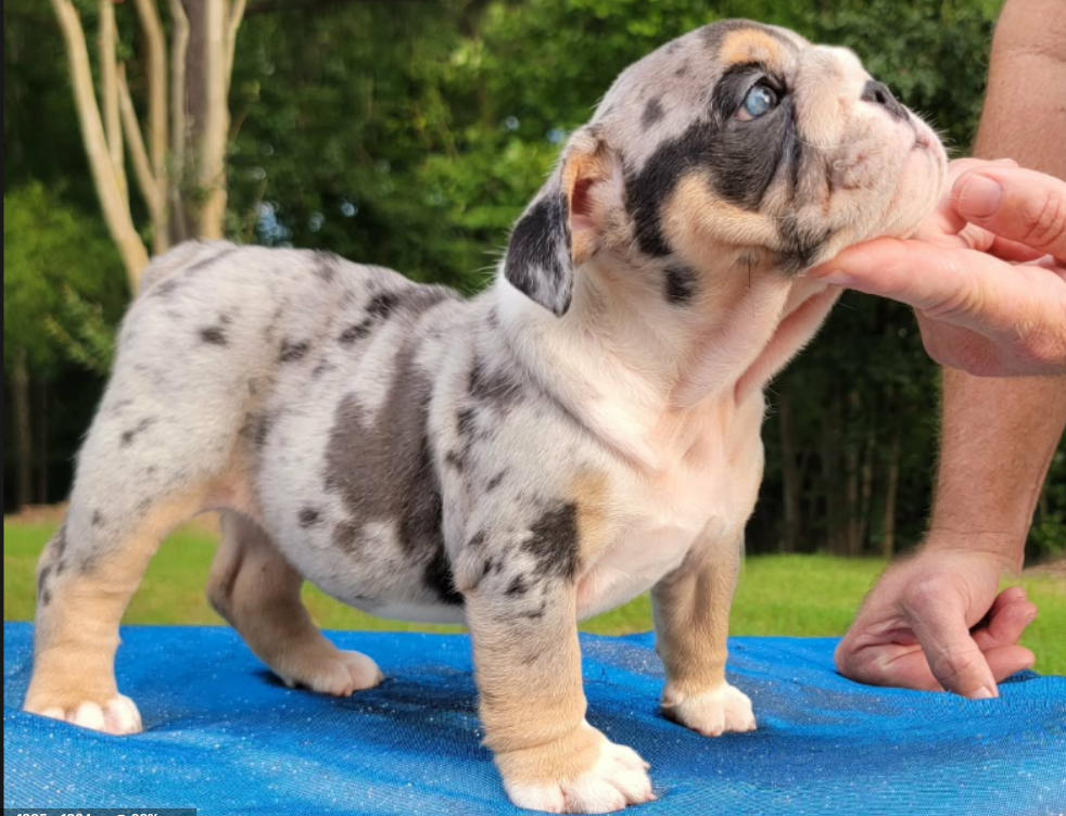 Bulldog puppy