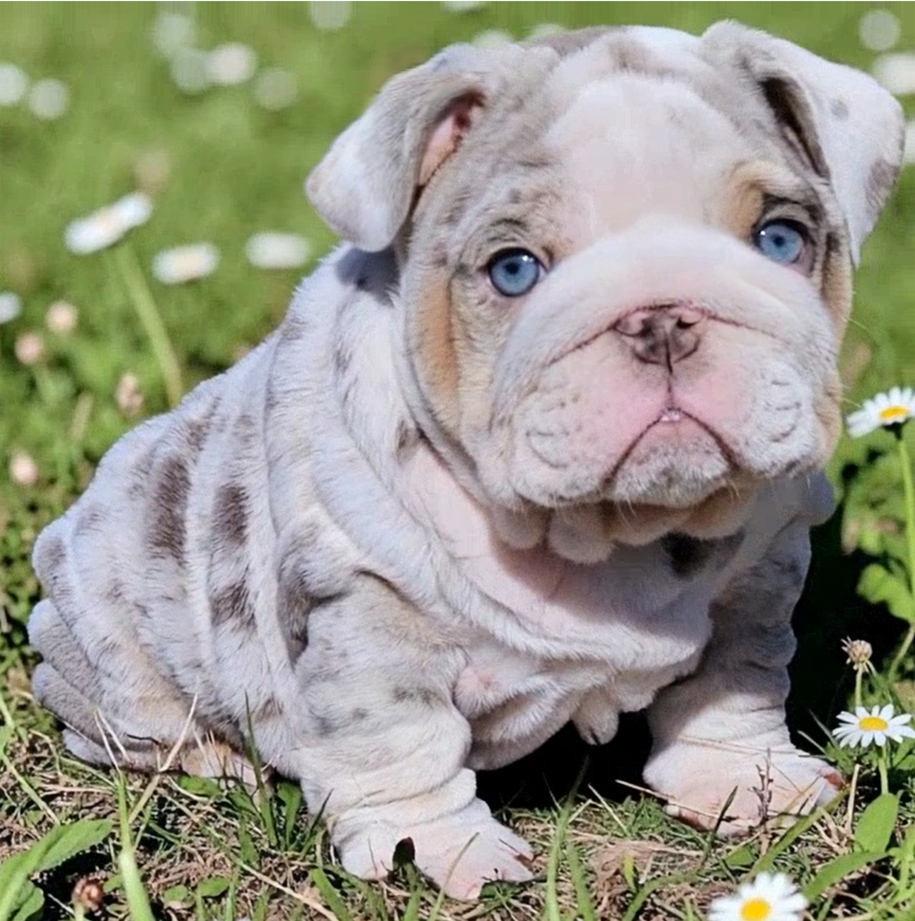 Merle bulldog puppy