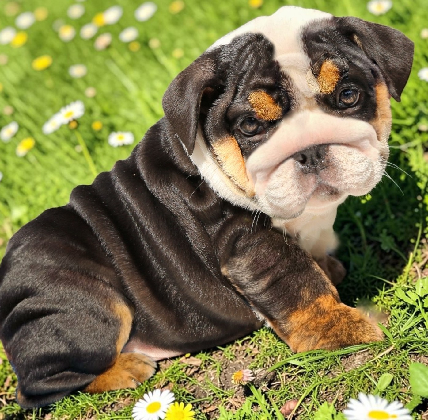 Black male bulldog puppy