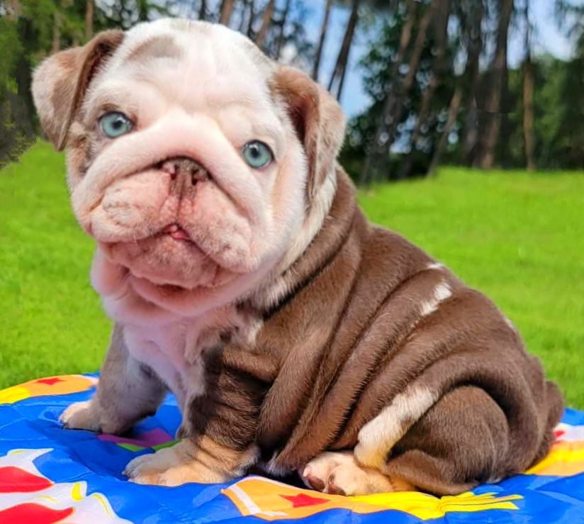 Chocolate bulldog puppy for sale