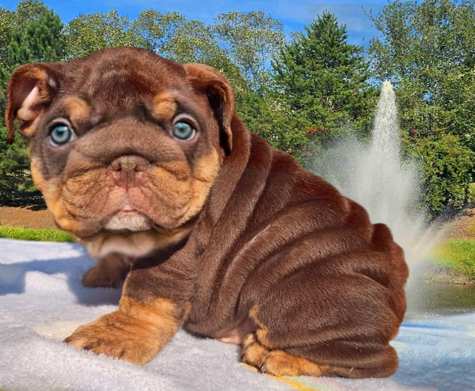 CHocolate bulldog