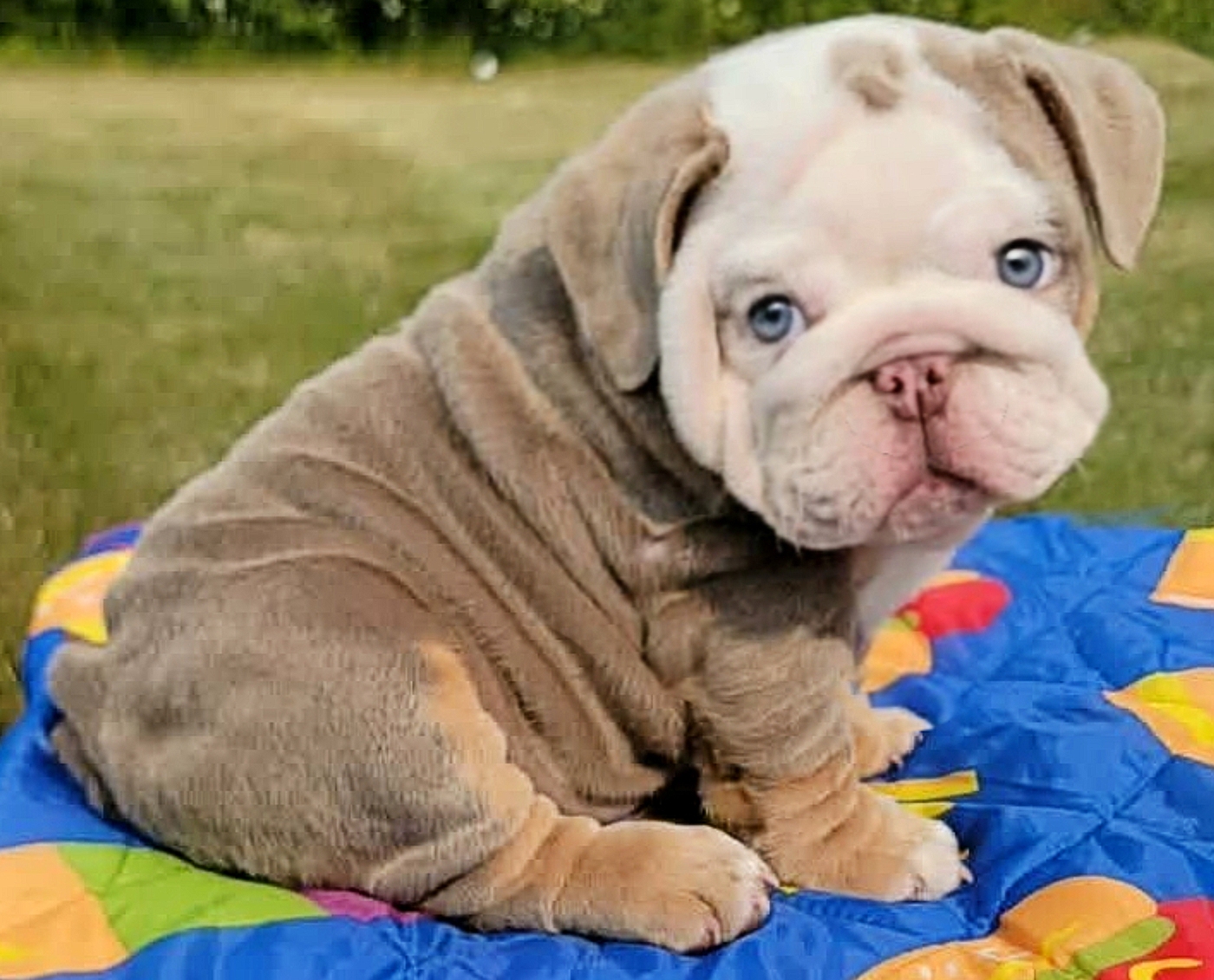 Lilac bulldog puppy for sale