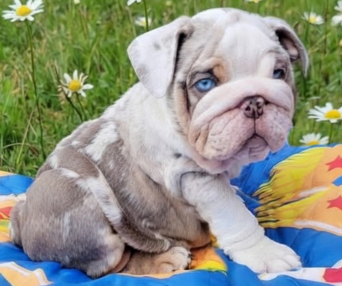 merle bulldog puppy