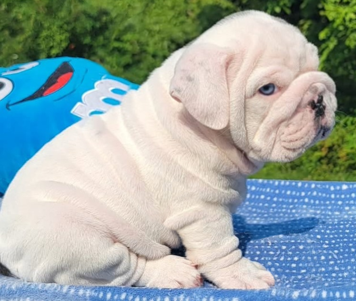 White bulldog puppy