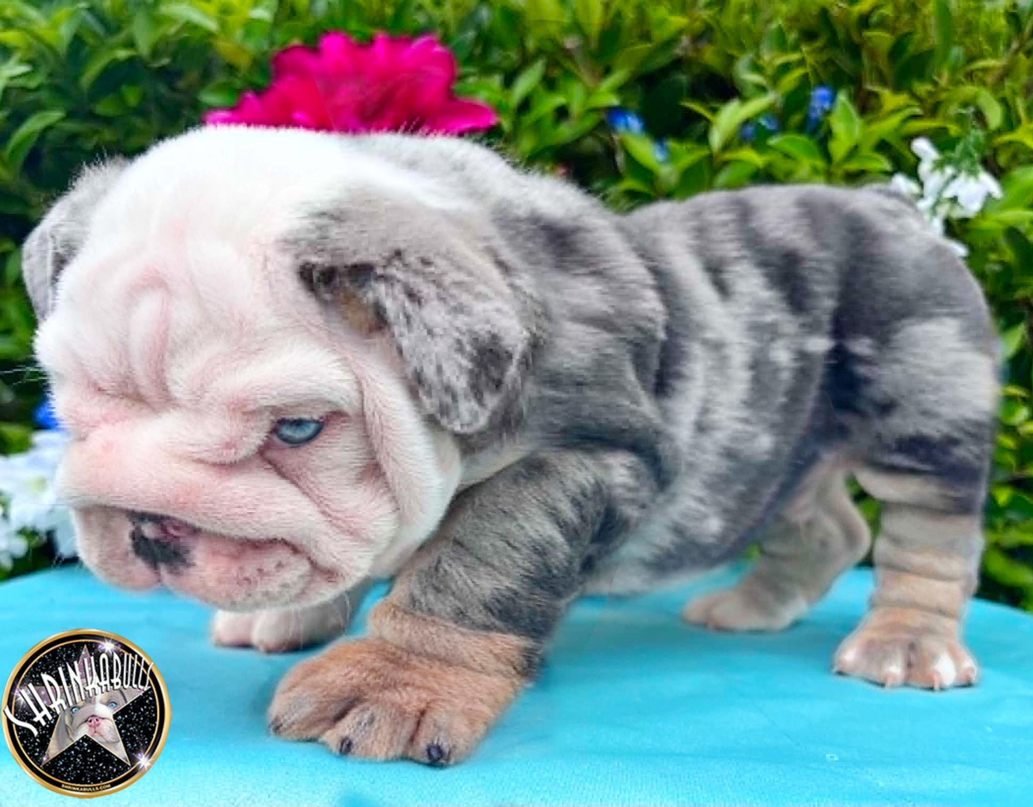 Blue eyes blue bulldog puppy