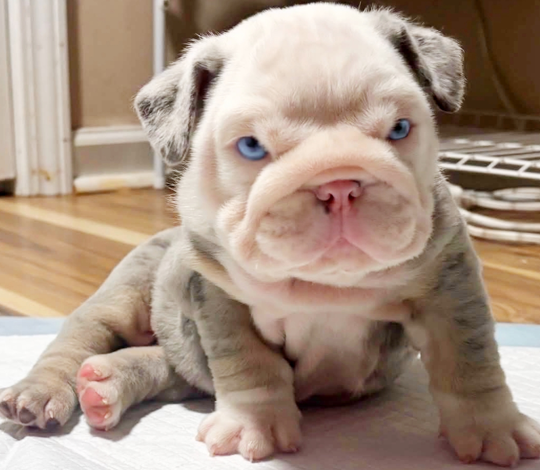 blue eyed bulldogs puppy