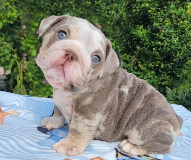 Merle bulldog puppy
