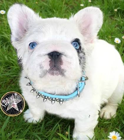 White blue eyed french bulldog