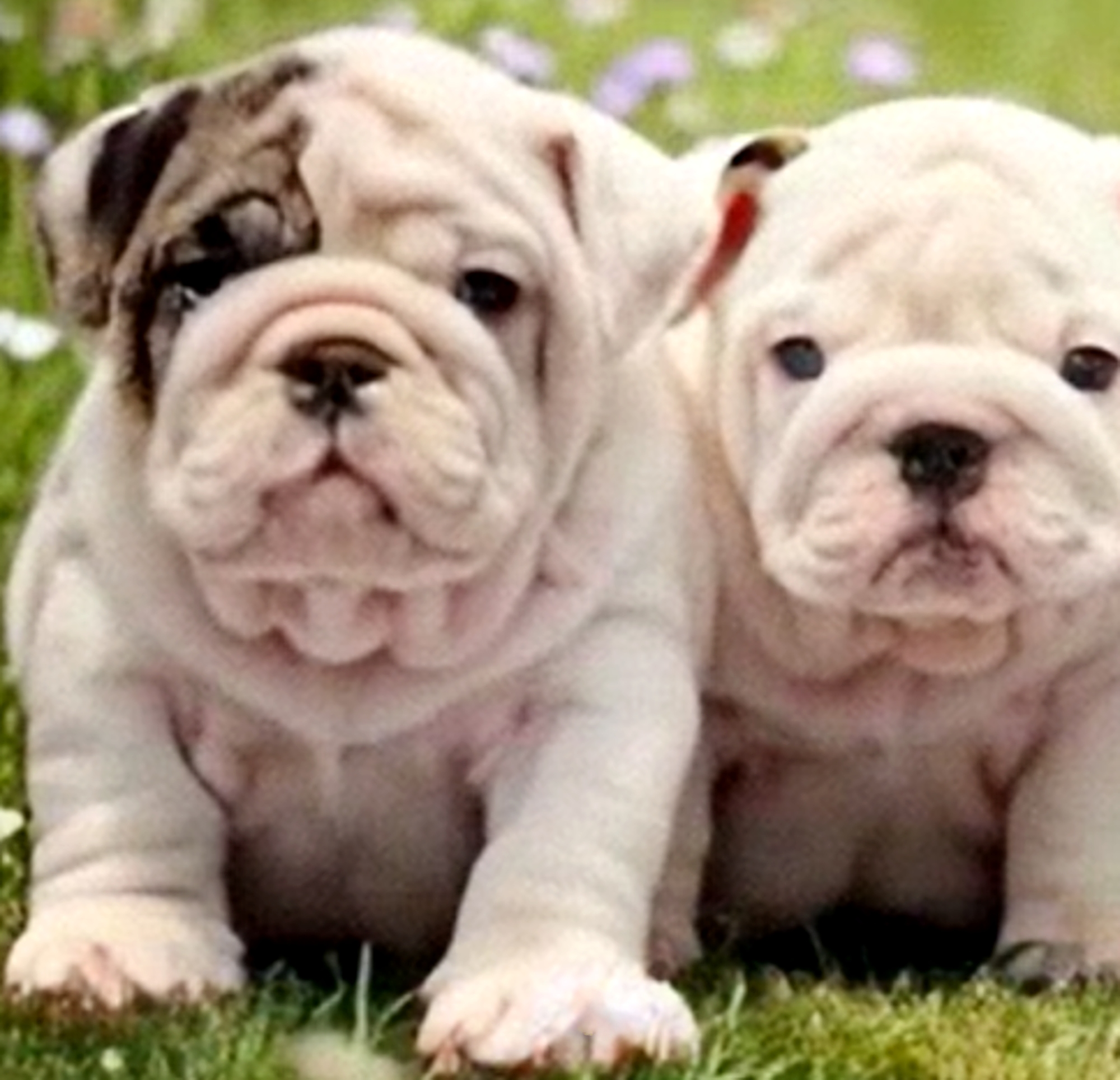 White bulldog puppy for sale