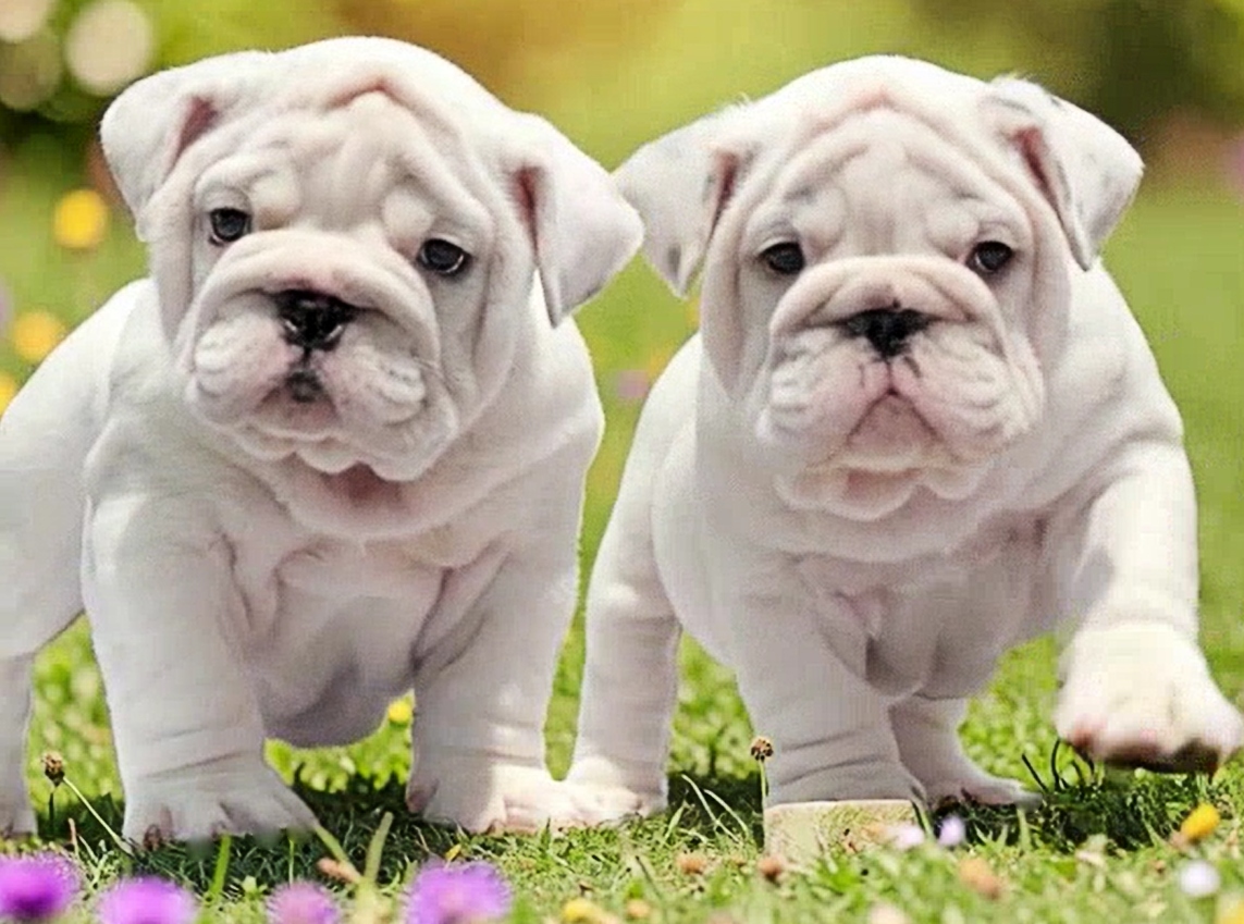 All white english bulldog puppies for sale