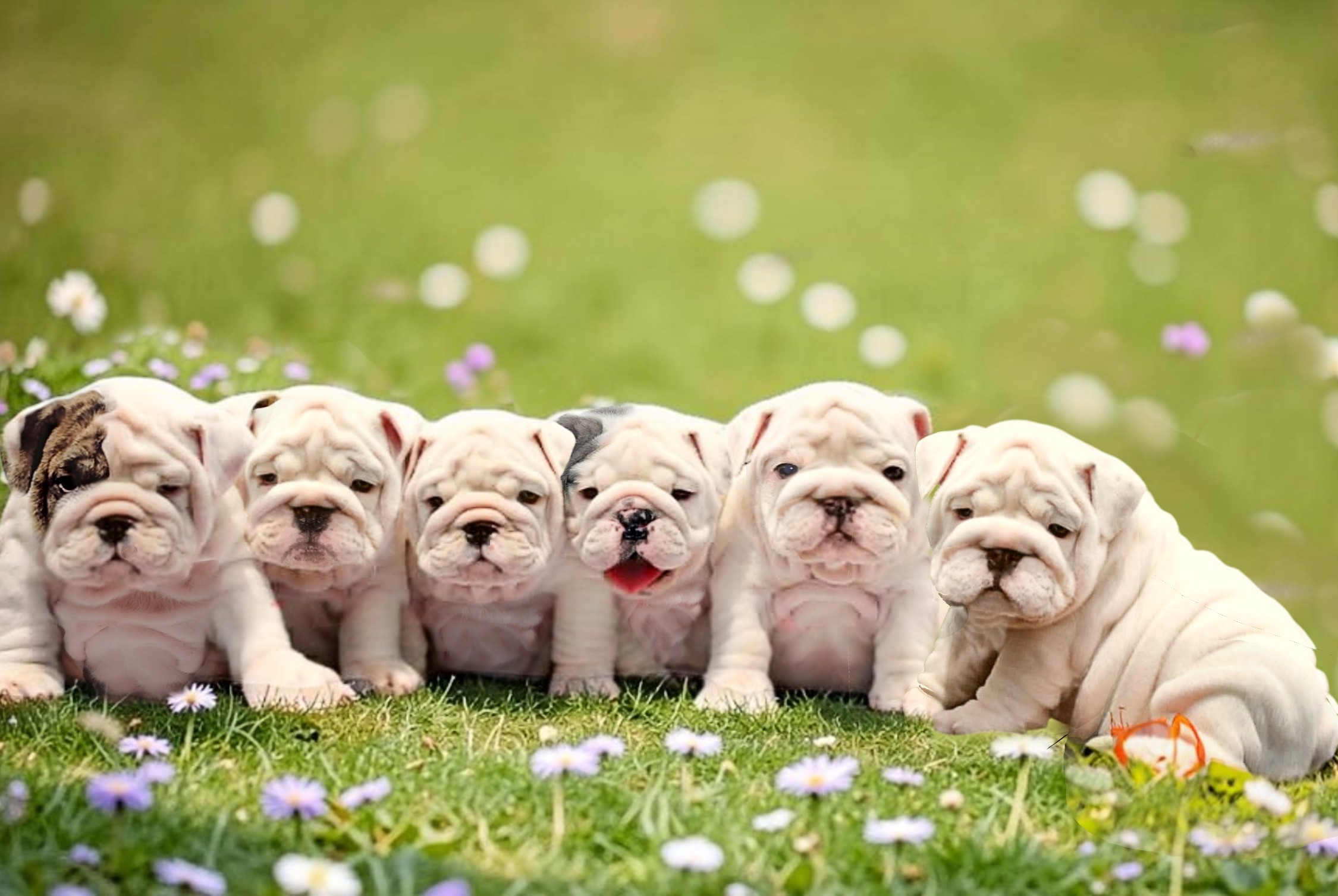 Solid white AKC bulldog puppies for sale