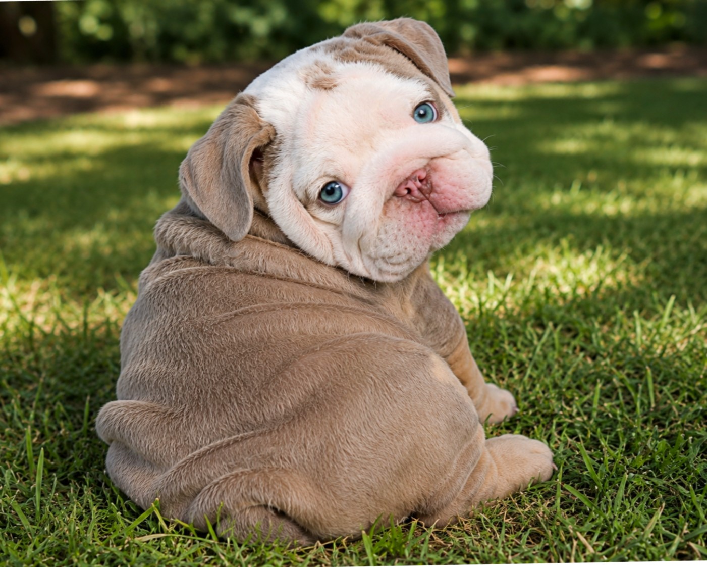 Lilac male bulldog puppy for sale