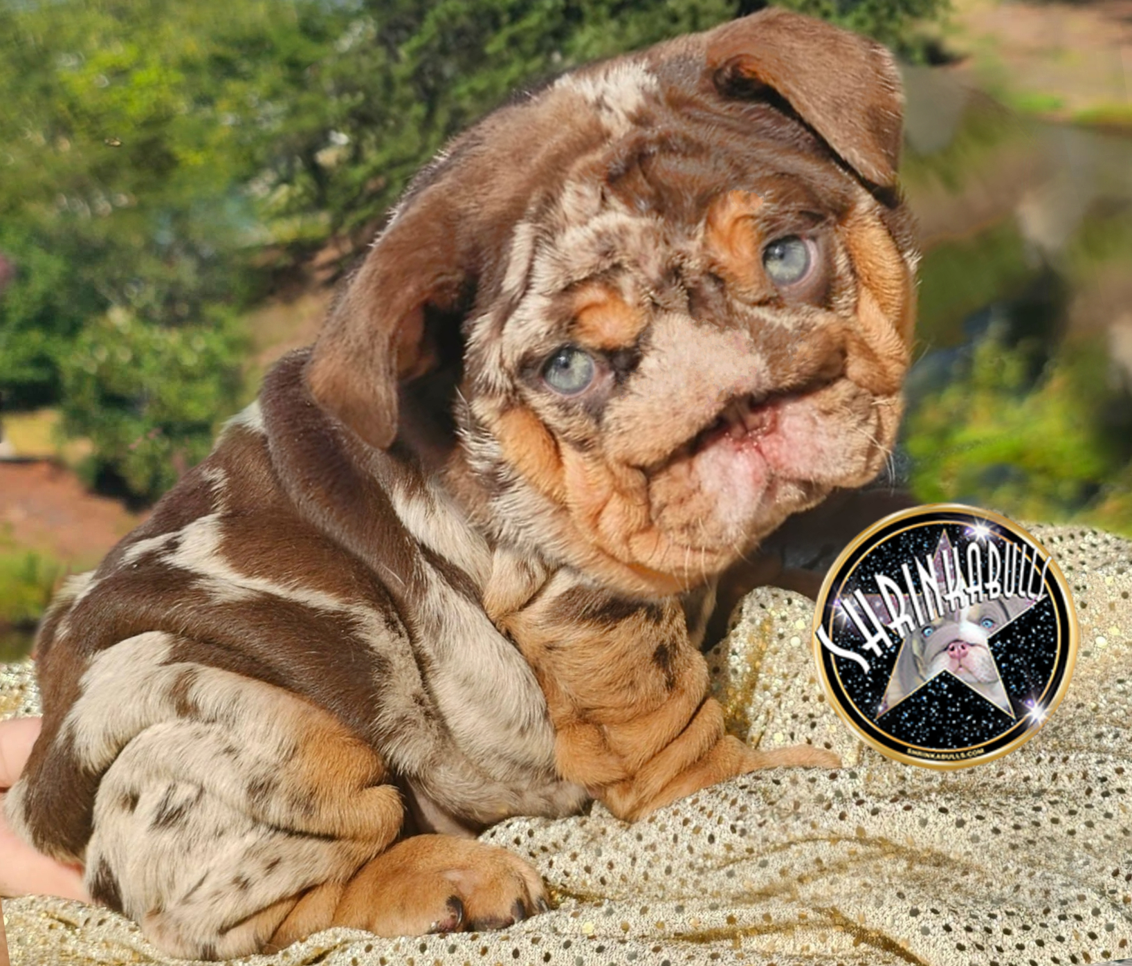Chocolate merle bulldog puppy