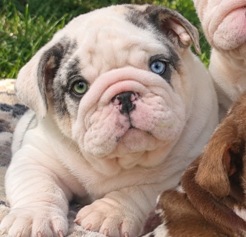 English Bulldog white