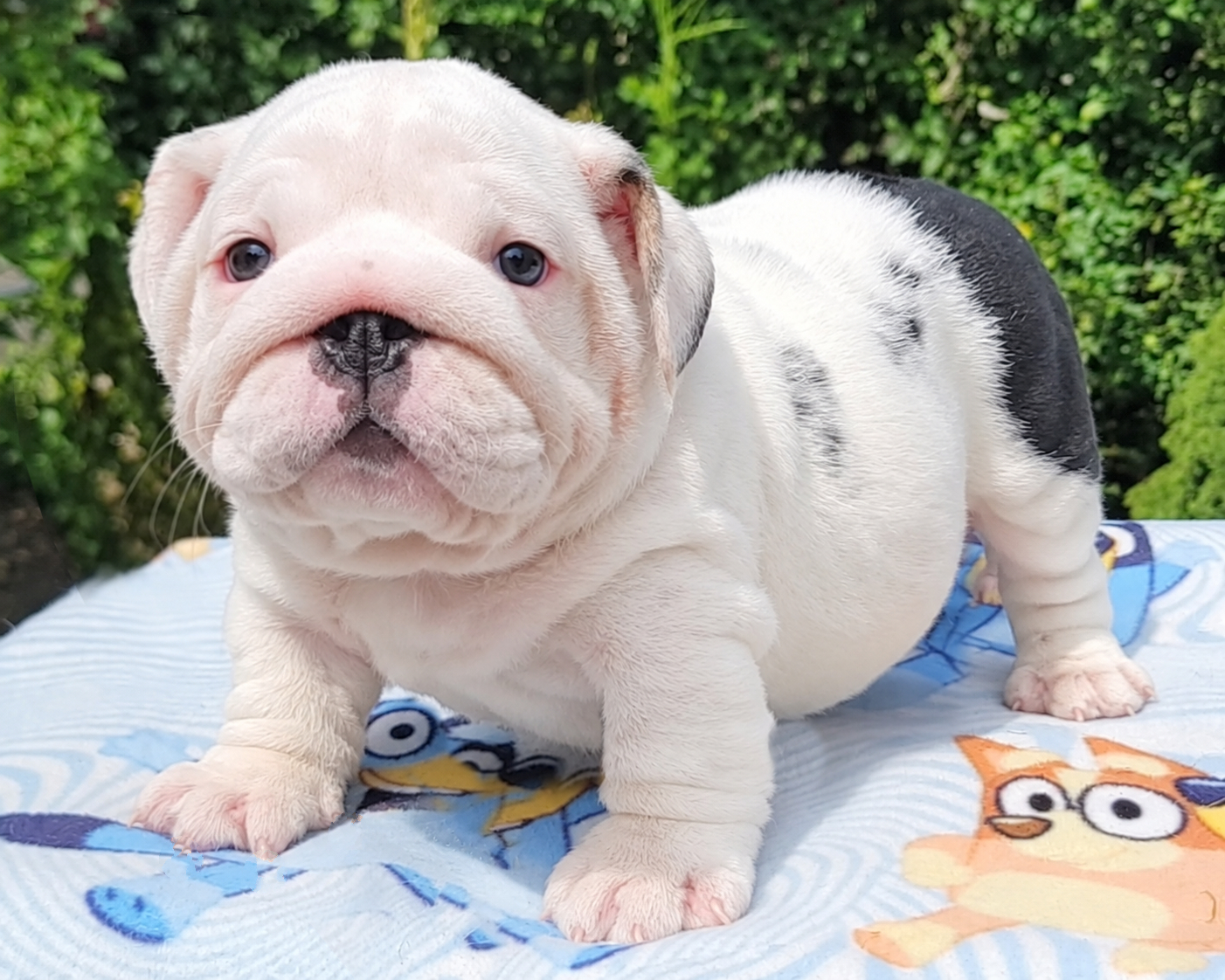 White and black bulldog puppy