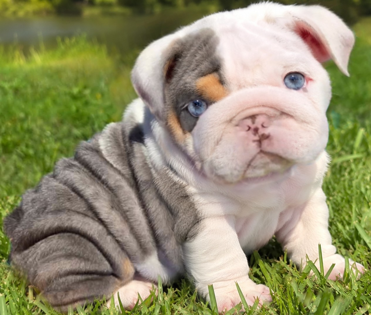 Blue merle tri bulldog puppy