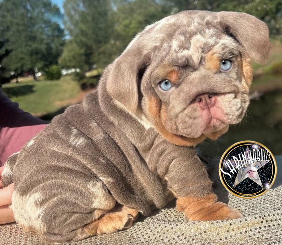 lilac merle english bulldog puppies for sale