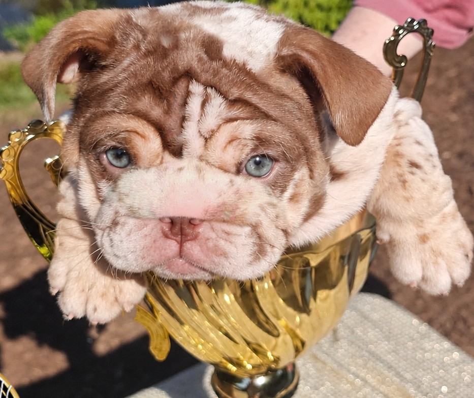 Chocolate merle bulldog puppy for sale