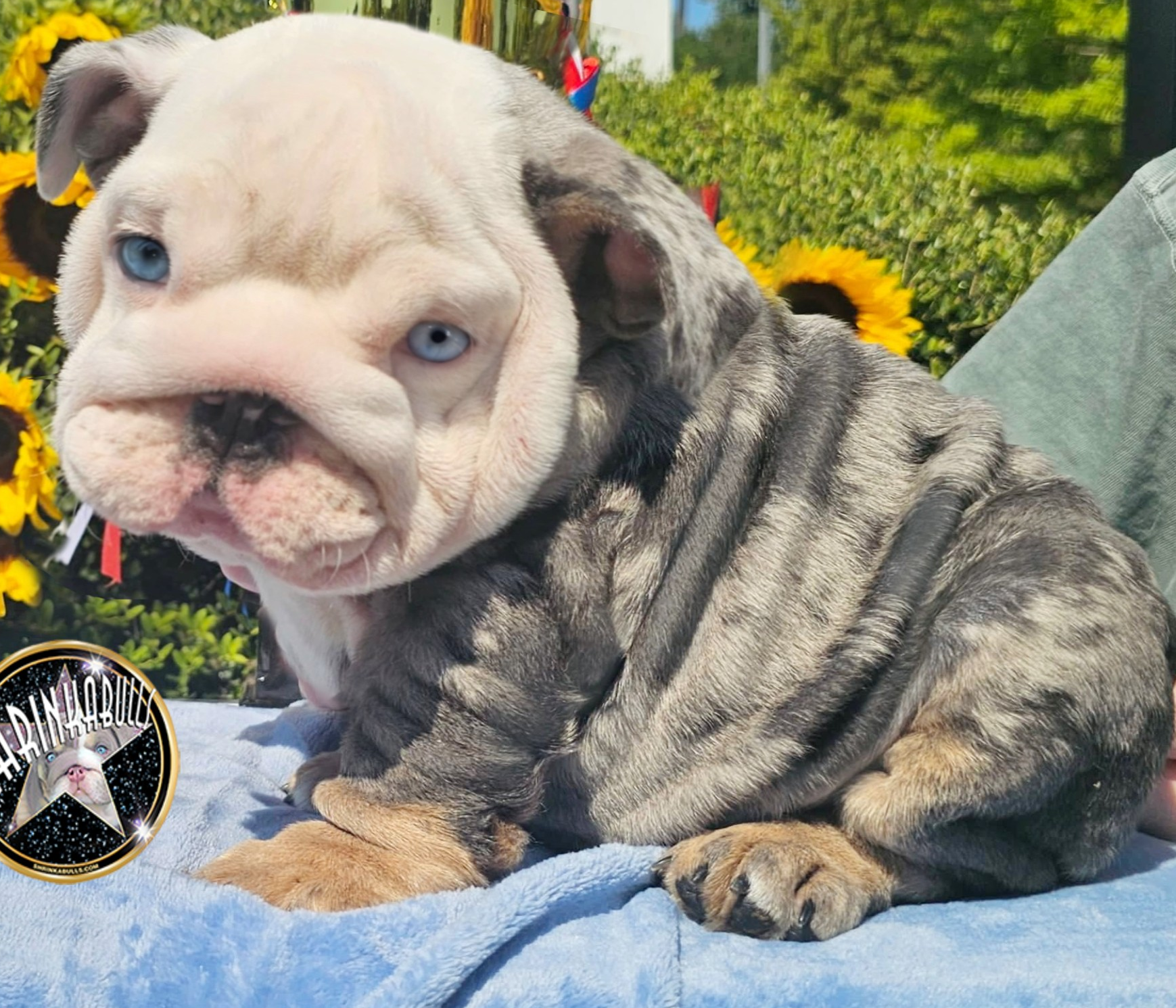 blue bulldog puppy