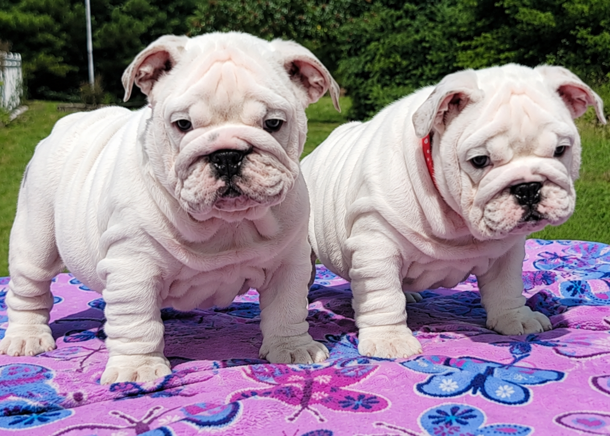 White bulldog puppies for sale