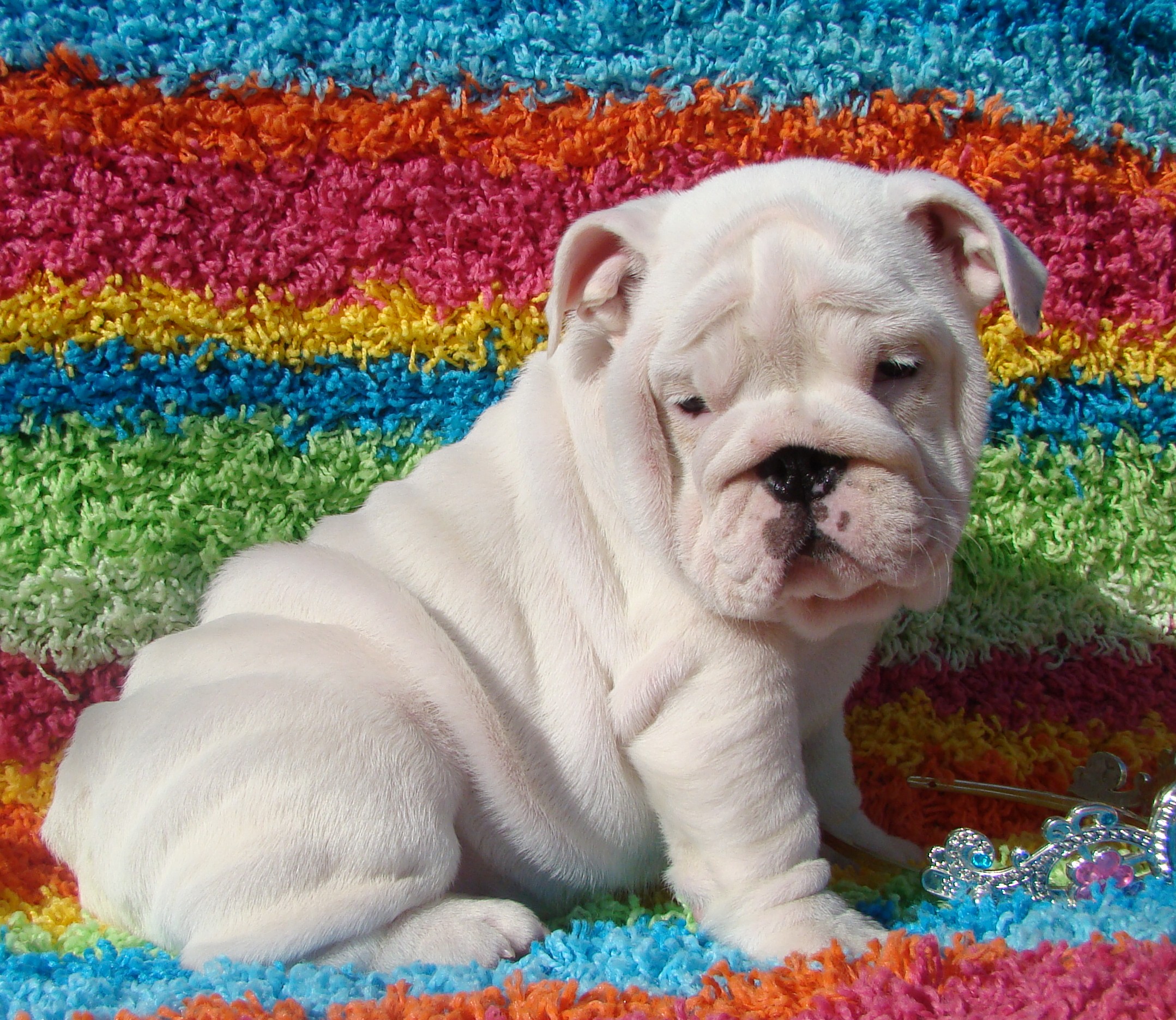 white bulldog puppy