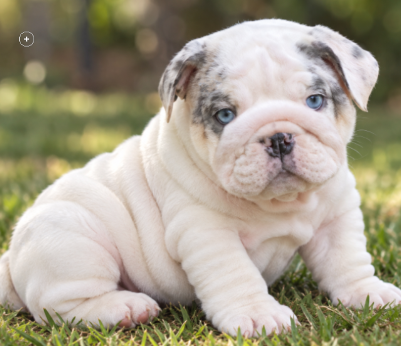 white blue eyed bulldog