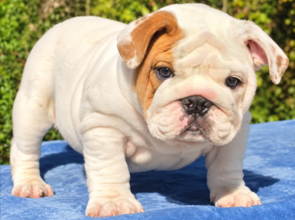 White bulldog puppy