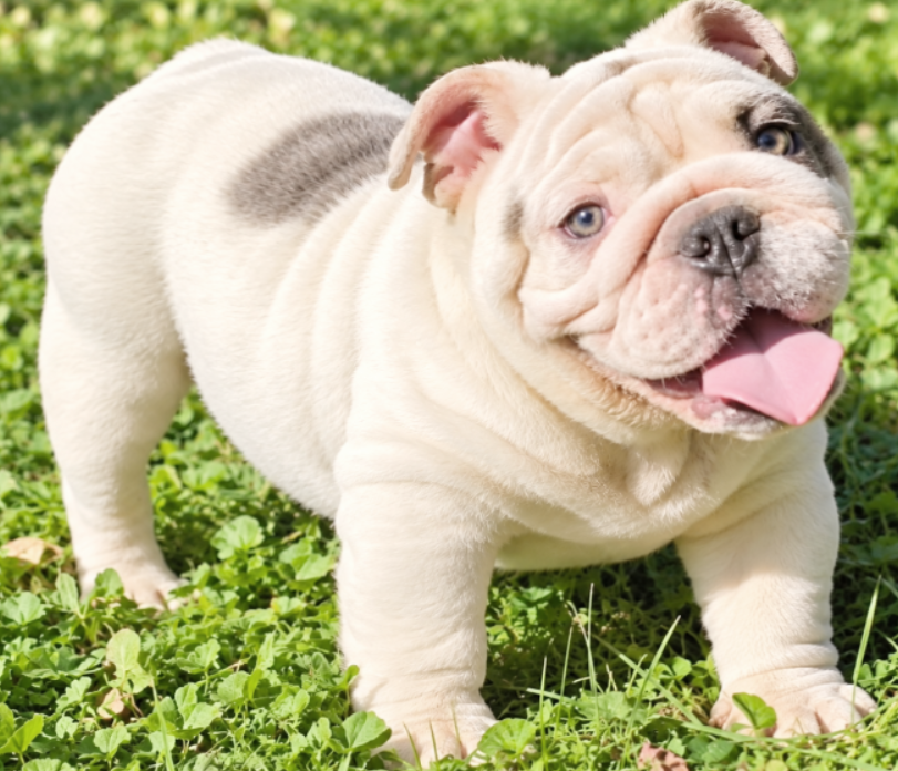 Bulldog puppy for sale