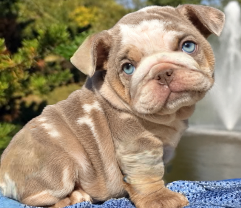 Merle bulldog puppy for sale