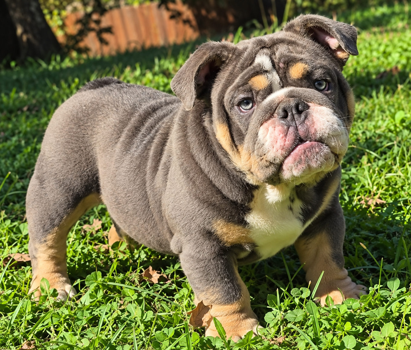 Blue bulldog for sale