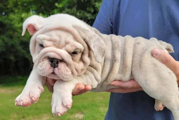 English Bulldog puppy for sale