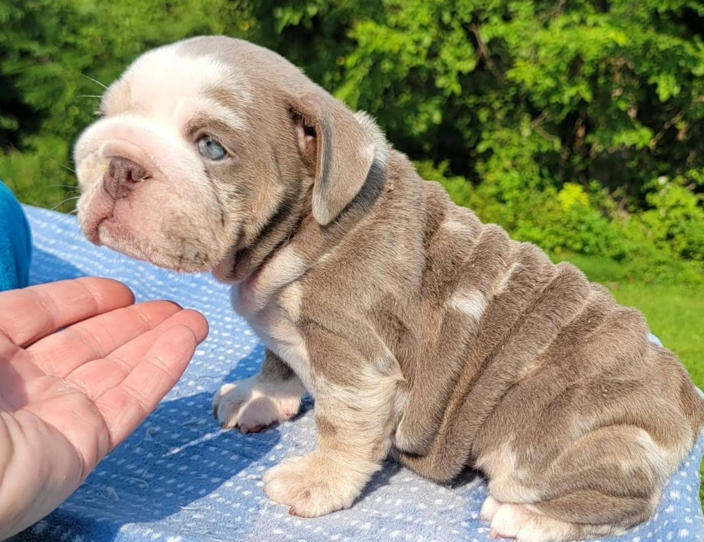 Bulldog puppy for sale