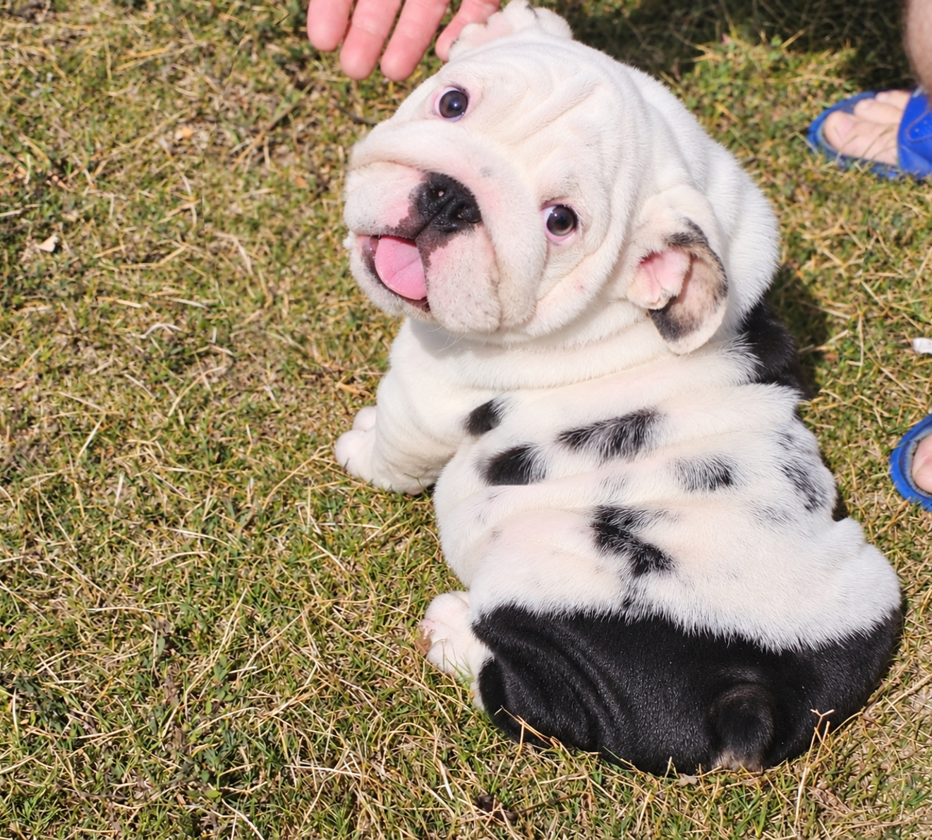White & black bulldog puppy